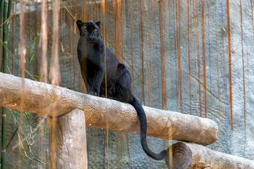 Foto auf Acrylglas Schwarzer Panther, der auf einem Baumstamm steht und in die Kamera schaut © phichak