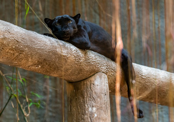 Black panther laying down on a log looking at camera