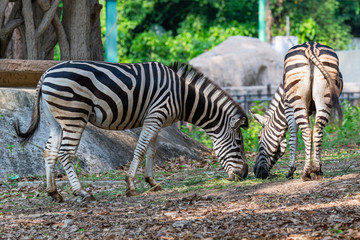 Fototapeta na wymiar Male and female zebras feeding on grass