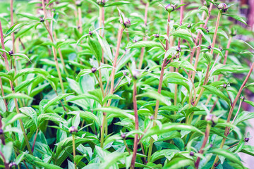 Bush of flowers red pion (Paeonia) before blossom with green leaves texture background, plants in a garden.