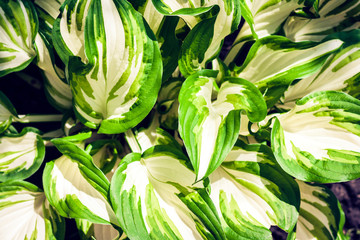 Obraz premium Hosta with green leaves texture background, plants in a garden.