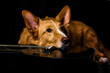 dog, mood, cheerful, beautiful, guitar, music