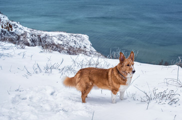 dog, mood. beauty,  sea