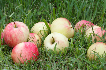 Red apples on green grass in the orchard.