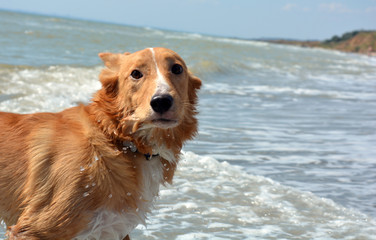 dog, mood. beauty,  sea