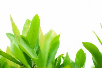 Fototapeta premium Closeup nature view of green leaf on blurred greenery background in garden