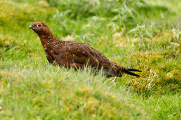 Red Grouse male stood in moorland during nesting season.