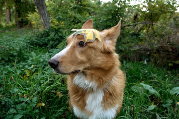  dog, fun, grass, beauty, autumn leaves