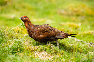 Red Grouse male (Scientific name: Lagopus lagopus) stood in natural moorland habitat during nesting season.