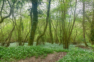 An abundance of wild garlic growing in woodland in Sussex, in springtime