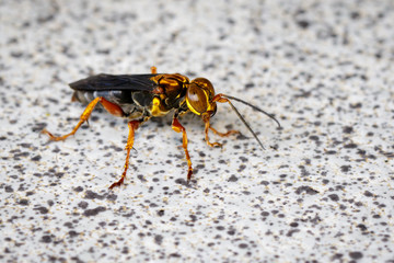 Image of wasp on the floor. Insect. Animal.
