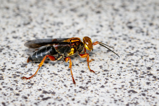Image of wasp on the floor. Insect. Animal.