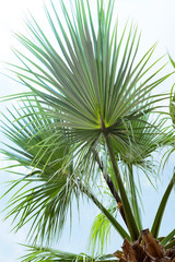 Obraz na płótnie Canvas Palm leaves Livistona Rotundifolia palm against blue sky. Tropical summer holiday, vacation concept. Flat lay, Floral frame,