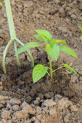 Loosening soil around the bell pepper bush using hand garden rake.