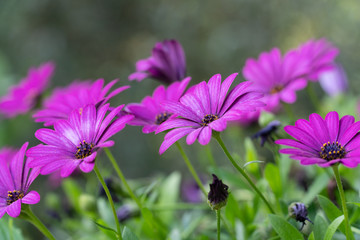 Obraz premium Purple Daisy flowers on green background