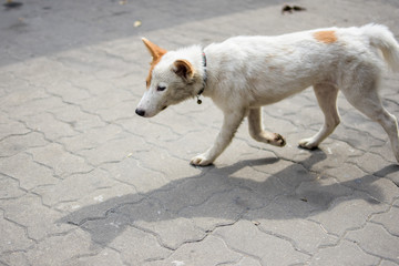 dog walk on the cement floor