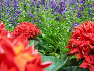 Spike flower and Purple flower blooming in the garden