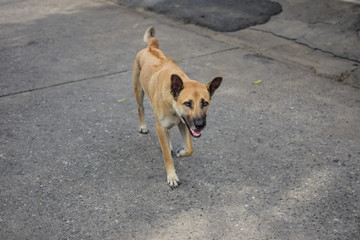 dog walk on the cement floor