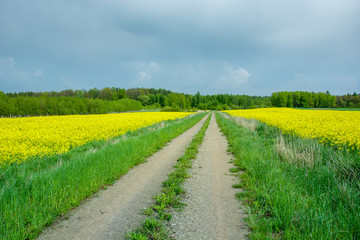 Dirt road through rape fields