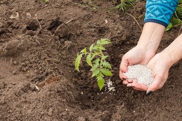 Farmer hands giving chemical fertilizer to young tomato plant.