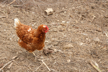 Brown hen is walking in the courtyard.