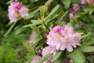 Rhododendron
