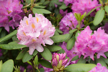 Rhododendron