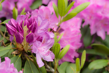 Rhododendron