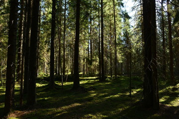 fir trees in green moss in the shadows and the light of the morning sun of a dark coniferous forest