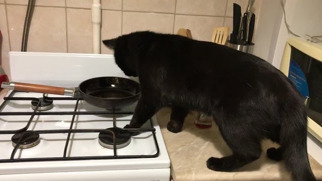 cat steals food in the kitchen. The cat jumped on the stove and licks the butter in the pan