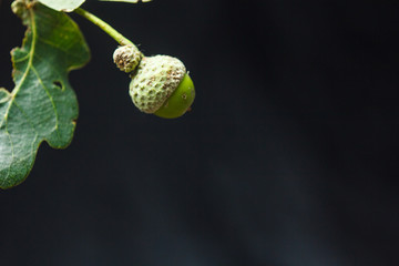 young green acorns close-up on a black background copy space. oak tree fruit with leaves