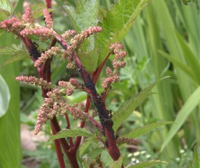 colonie de pucerons noirs et fourmis sur tige de plante 