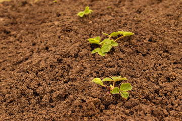 strawberry plant in spring in soil