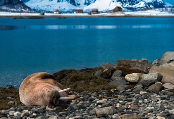 Morse du le fjord d'Alta, Norvège