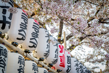 Tokio Asakusa Japan Tempel Kirschblüte