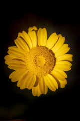 sunflower isolated on black background