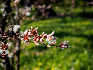 Cherry blossom branch in bloom. Close-up of sakura flowers on blurred greenery background with bokeh. Garden on sunny spring day. Shallow depth of field. Soft focus floral photography.