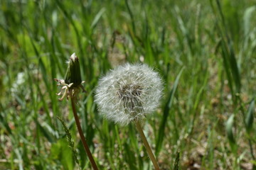 dandelion fluffy, white