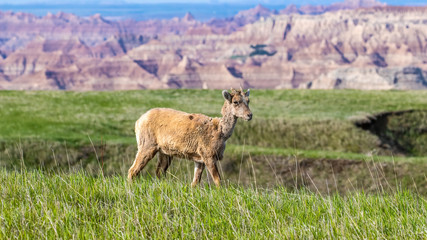 Naklejka na ściany i meble Bighorn Sheep in Badlands National Park with canyons in the background