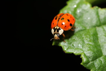 ladybug beetle on a leaf in the garden in Germany