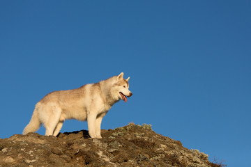 Free and beatuiful dog breed siberian husky standing on the hill on blue sky background