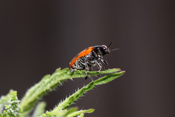 Unknown beetle on a leaf in the garden in Germany