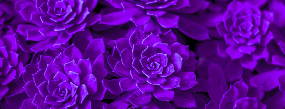 Background of succulent. Photo processing in purple style © alekseyliss
