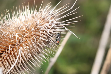 Unknown beetle on a leaf in the garden in Germany