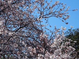 青空と桜の花（ソメイヨシノ）