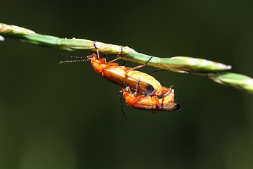Unknown beetle on a leaf in the garden in Germany