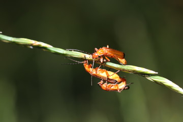 Unknown beetle on a leaf in the garden in Germany
