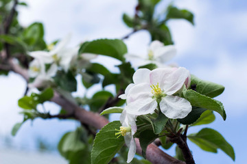 apple blossom white flowers and blue sky spring background