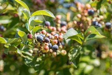 Beginning ripe blueberry fruit, on the branch