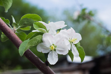 Apple flowers on a tree branch in the garden